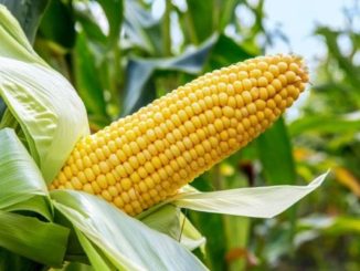 FG Releases Drought, Pest-Resistant Maize To Double Output 22 18469433 maizepreferede1530525588528 jpegc3f2d07b969bbaf6d52f3a924e5b7130