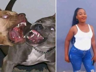 Four Pit Bulls k!ll 28-year-old woman in Bloemfontein 90 Four Pit Bulls k!ll 28-year-old woman in Bloemfontein