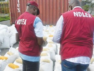 NDLEA Bursts Snake-Guarded Shrine Used For Storing Drugs In Edo 2 NDLEA Bursts Snake-Guarded Shrine Used For Storing Drugs In Edo
