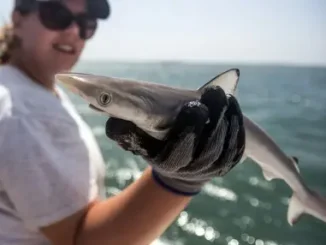 Sharks Off Brazil Coast Test Positive For Cocaine 40 990724a0 48d9 11ef 9e1c 3b4a473456a6.jpg