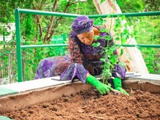 First Lady Unveils Vegetable Garden At State House (Picture) 34 First Lady Unveils Vegetable Garden At State House (Picture)
