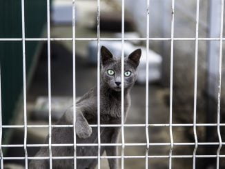 SA Cops Investigated After Criminals 'Turned Into Cats' And Escaped Cells (Photos) 37 SA Cops Investigated After Criminals 'Turned Into Cats' And Escaped Cells (Photos)