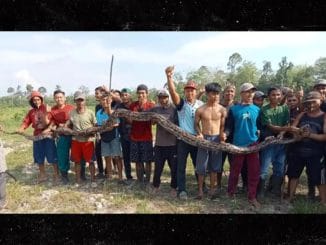 A 16-Foot Python Kills Indonesian Grandmother, Mob Carries Out Revenge (Photos) 72 A 16-Foot Python Kills Indonesian Grandmother, Mob Carries Out Revenge (Photos)