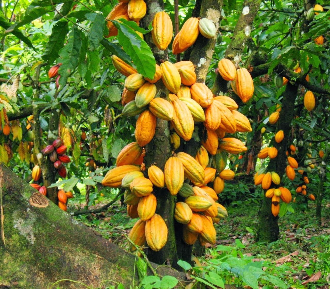 Cocoa Institute In Oyo Got ₦250M For Lagos Streetlights Project In 2024 - BudgIT