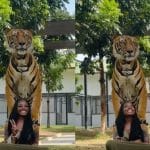 Daring woman enjoys quality time with a tiger (Video)