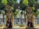 Daring woman enjoys quality time with a tiger (Video)