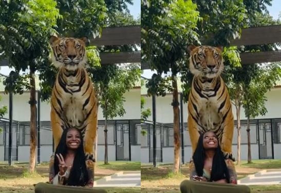 Daring woman enjoys quality time with a tiger (Video)