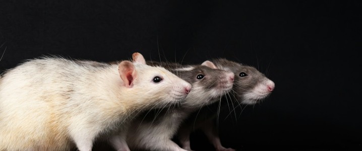 Rat Infestation Disrupts UK Nuclear Plant Construction 23 2025 04 25 q2srpiw3bw