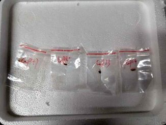 Chinese Nationals Accused Of Smuggling 'Dangerous Biological Pathogen' Into US 24 19326330 screenshot20250604010436 jpeg82a529524e9ea20ef98a29aba05317e6