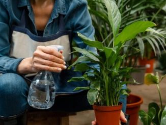 10 common mistakes that can kill your plants 21 10 common mistakes that can kill your plants